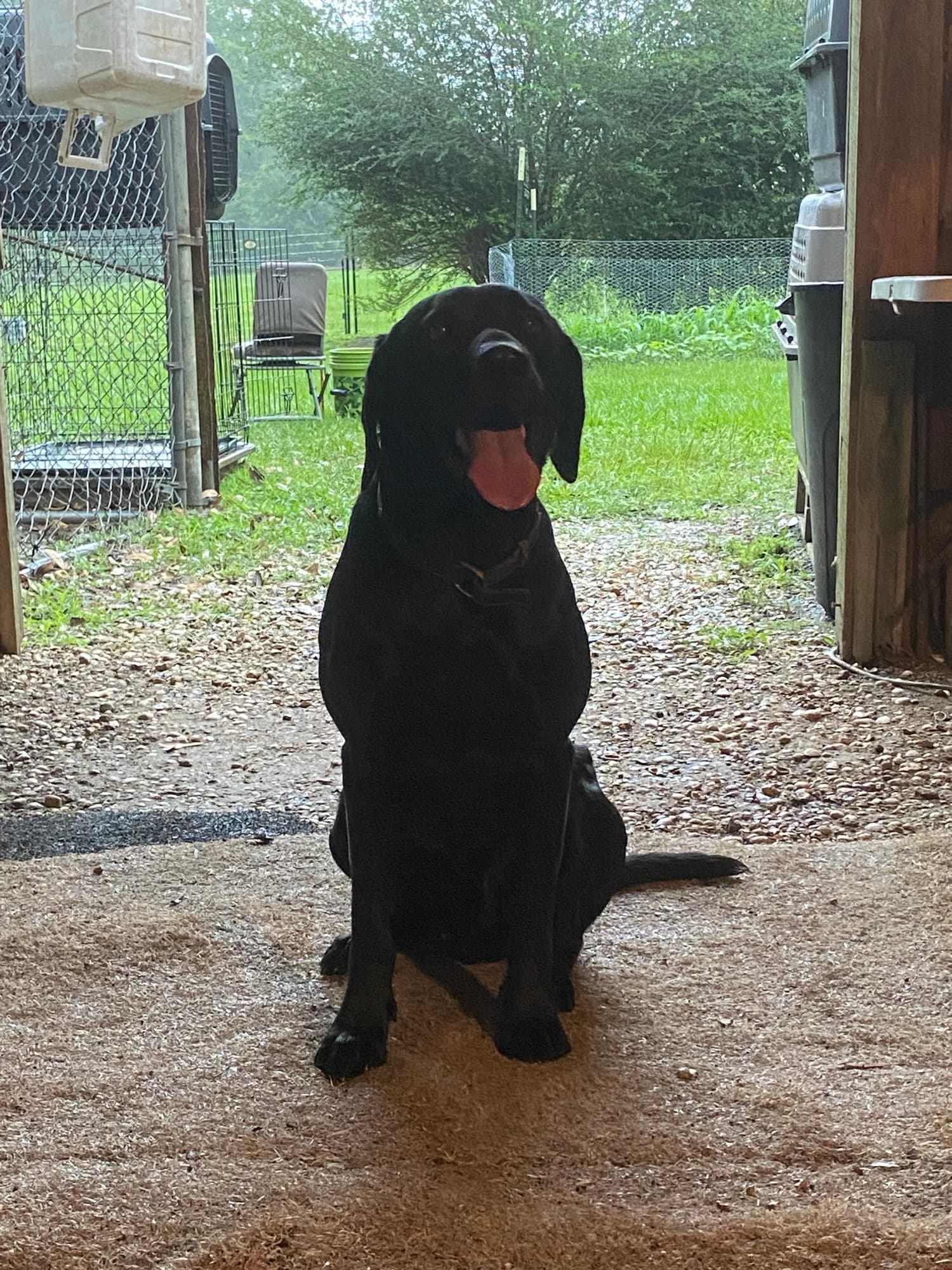 A black Lab sitting alert on the grass at TIMCO Kennels