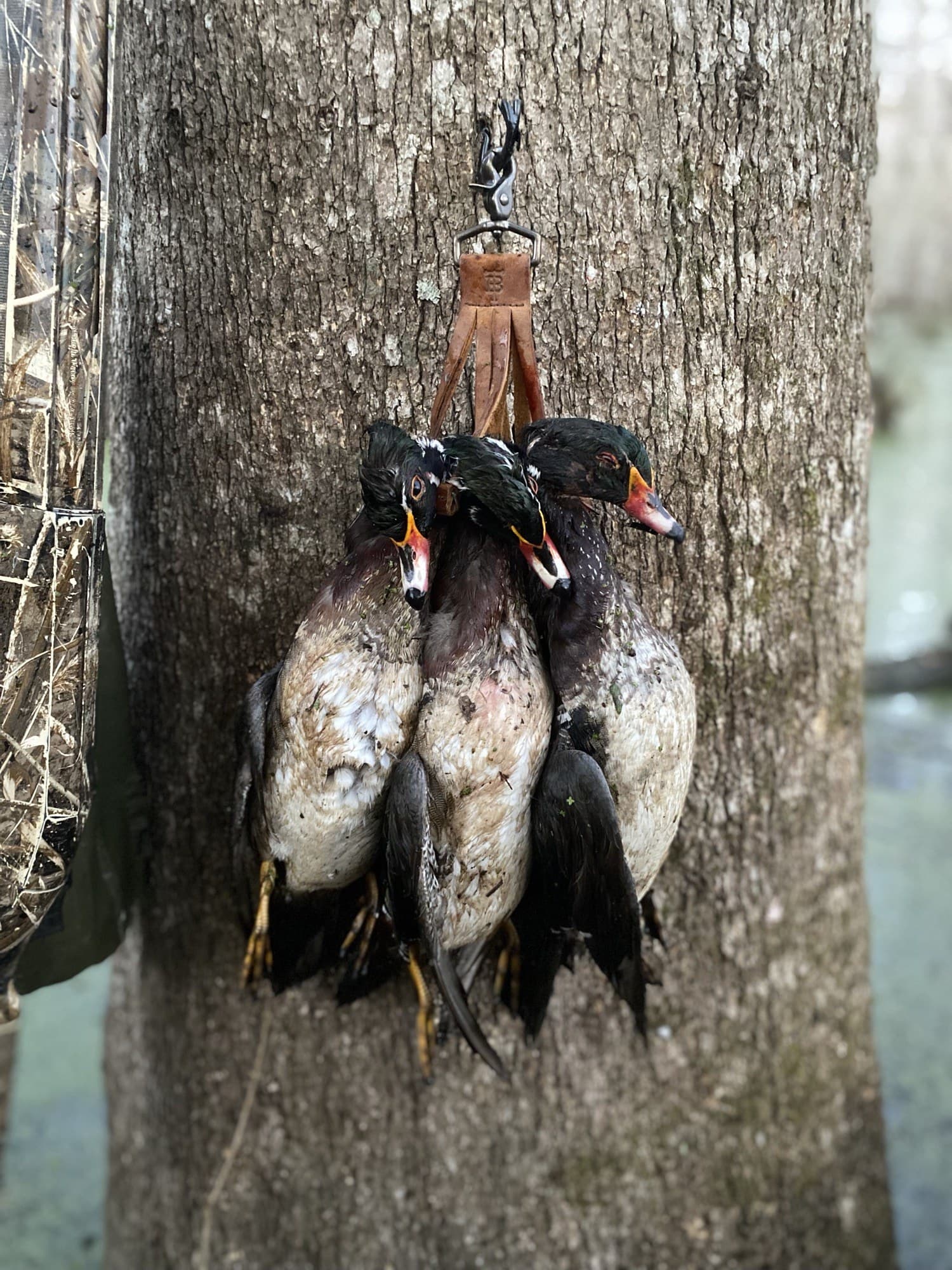 A strap of ducks — the payoff of a finished retriever
