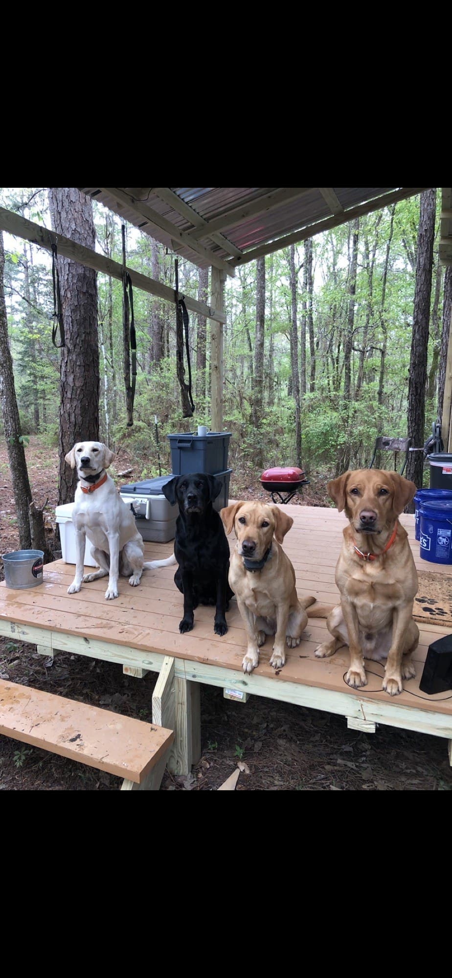 Four Labradors lined up on the deck at the TIMCO Kennels facility