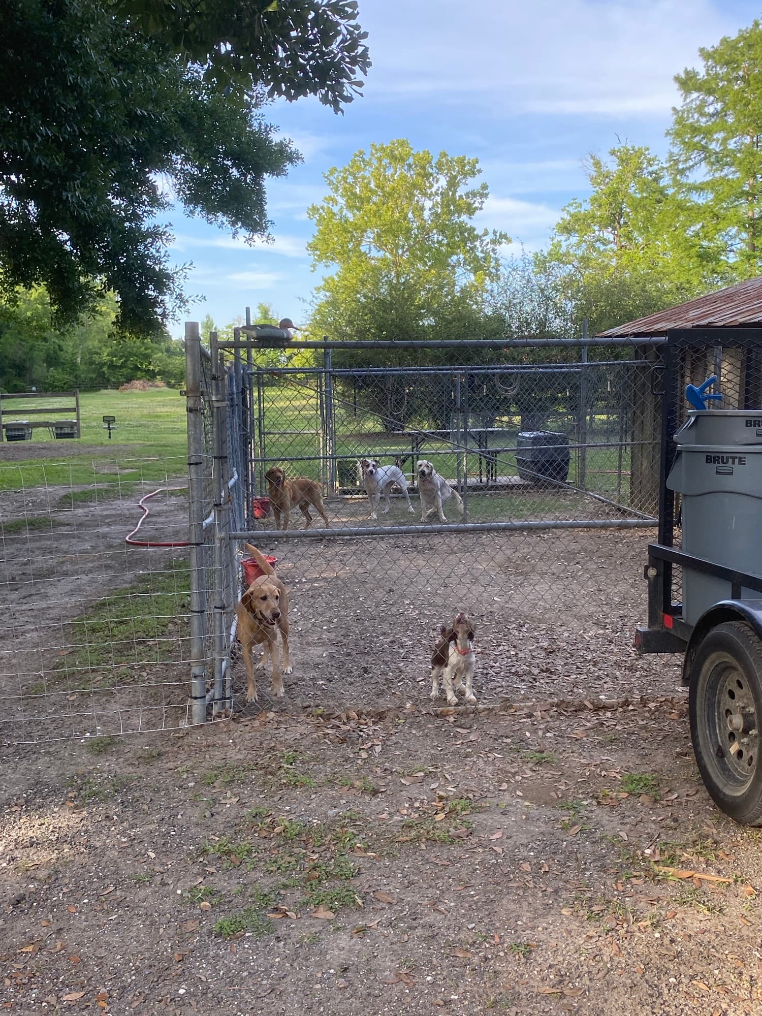 Labradors in a fenced yard with a utility vehicle at TIMCO Kennels in Thibodaux, Louisiana