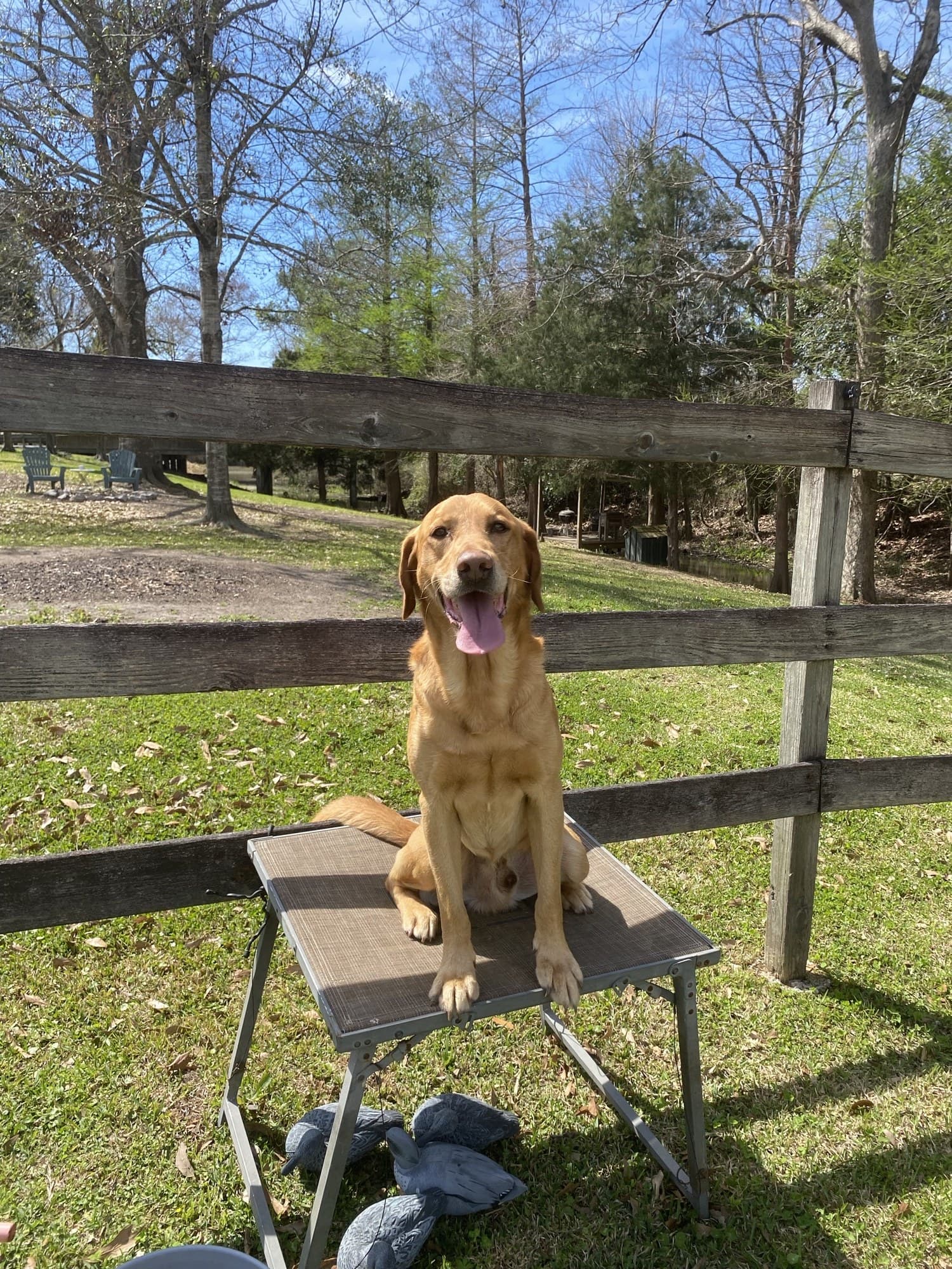 A fox-red Labrador sitting on a bench by a split-rail fence