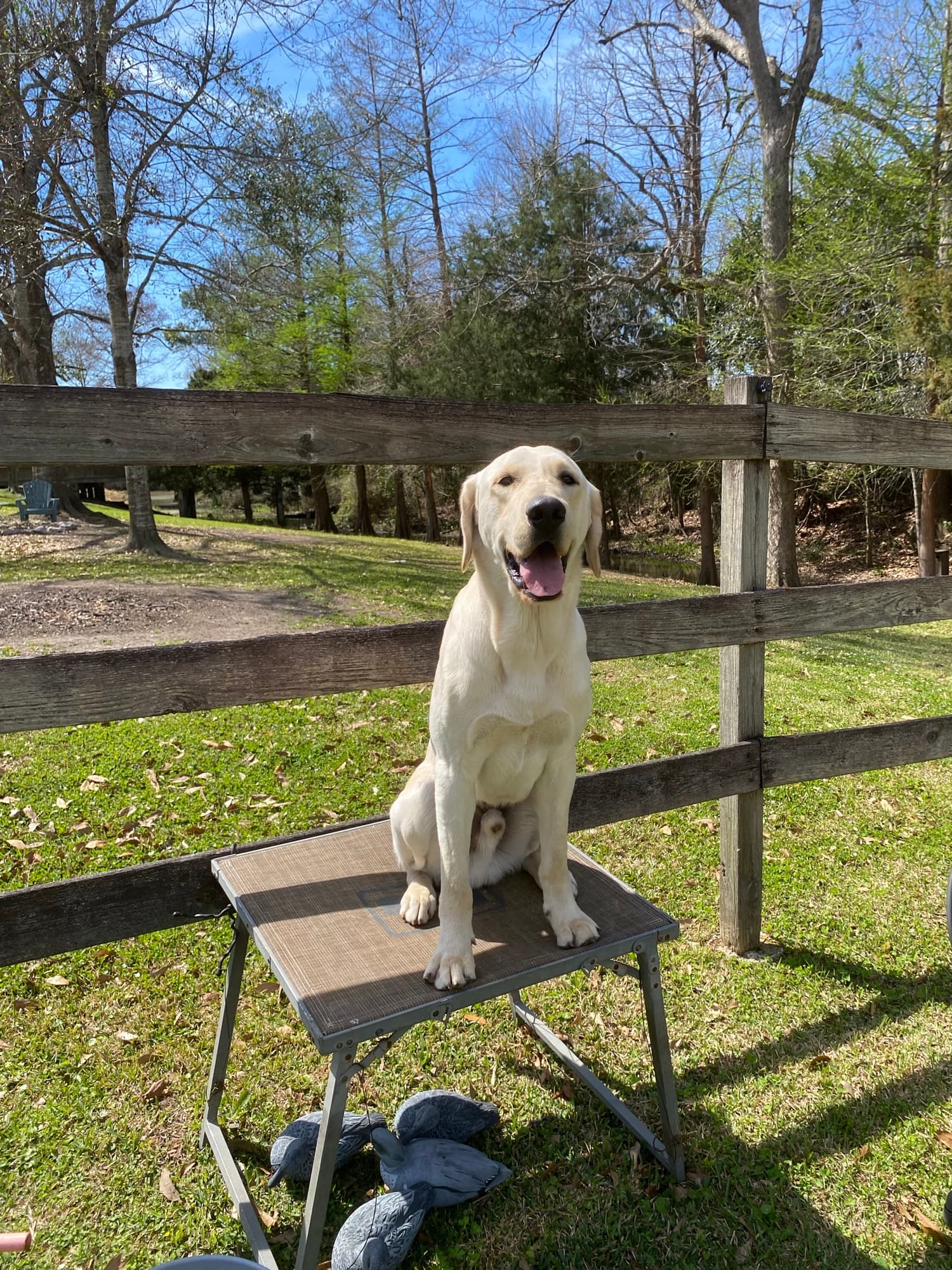 A yellow Lab on a bench by a split-rail fence at the kennel