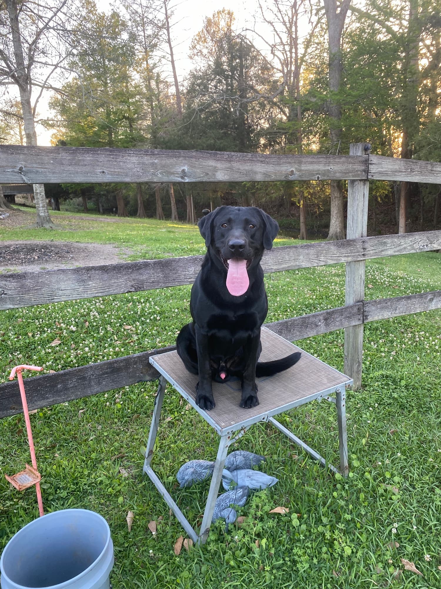 A black Lab on a raised platform at the kennel