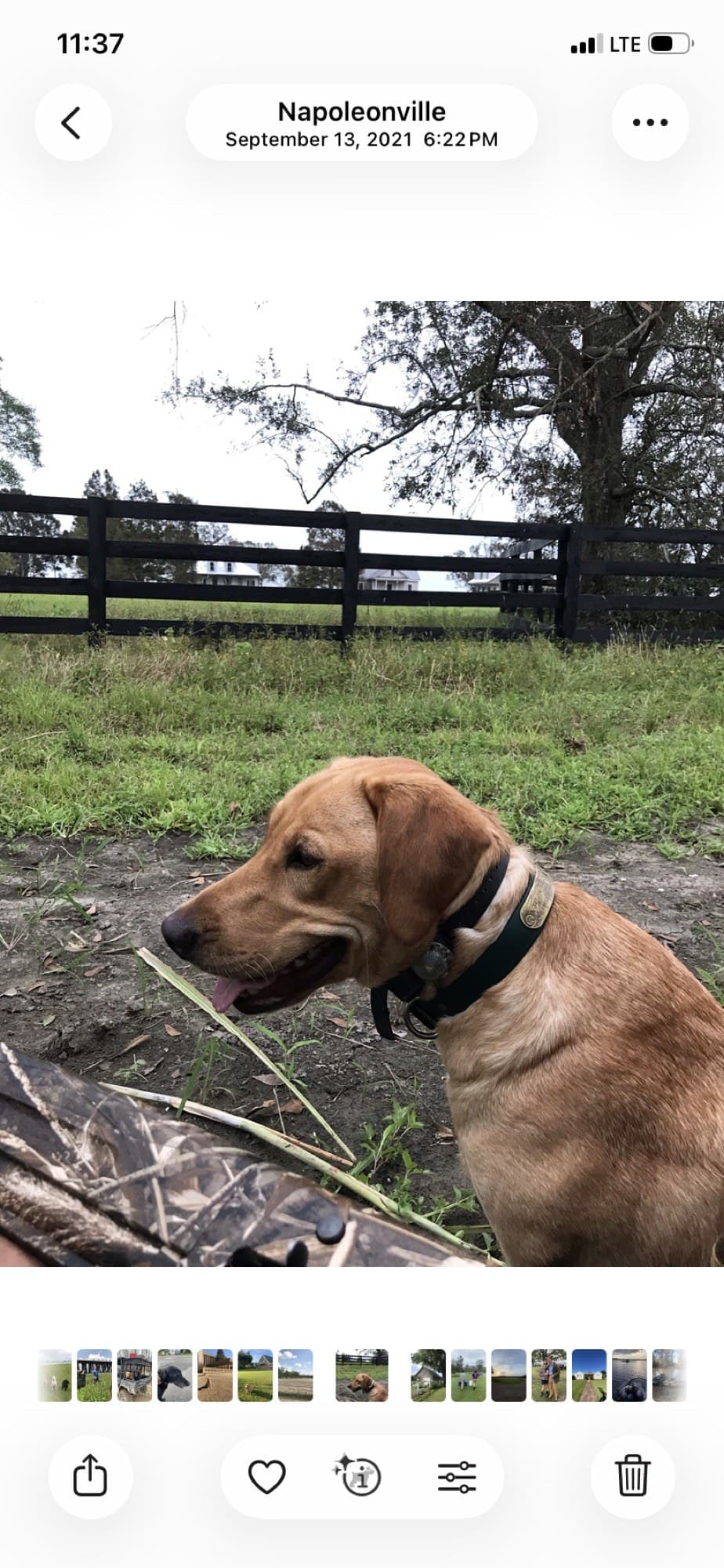 A close portrait of a fox-red Labrador at TIMCO Kennels