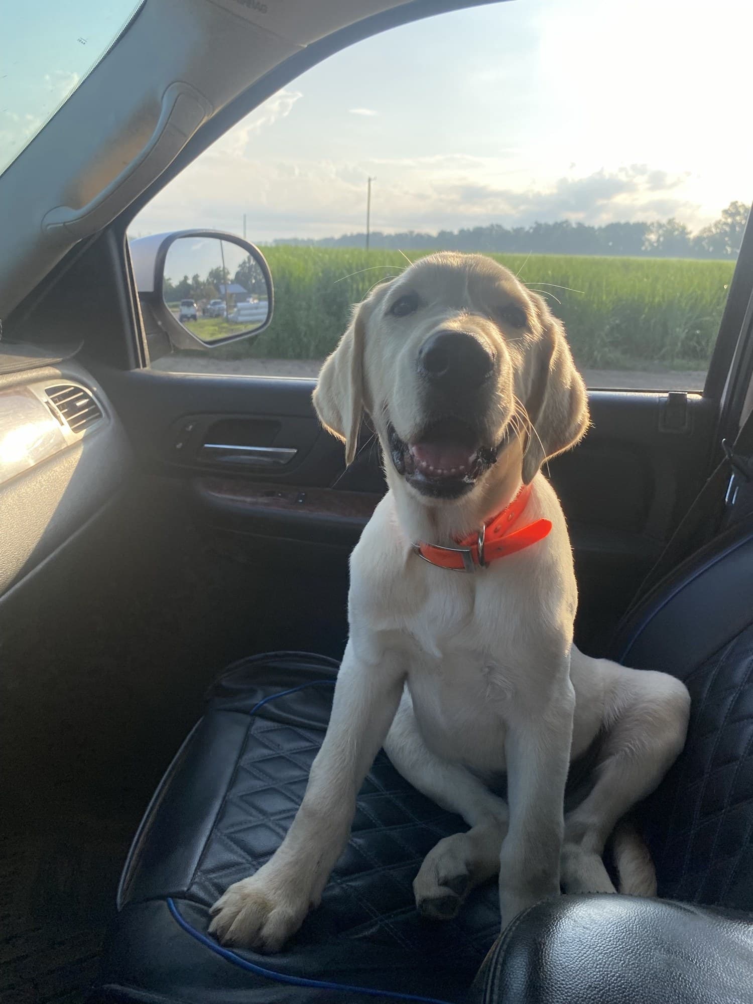 A Labrador riding shotgun in the truck at TIMCO Kennels