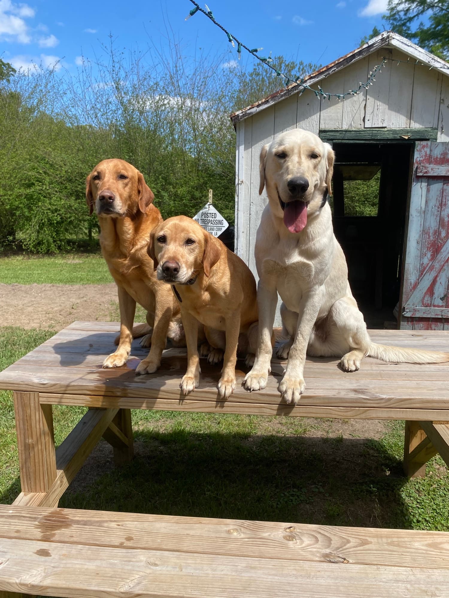 Three Labradors sitting together on a bench at TIMCO Kennels