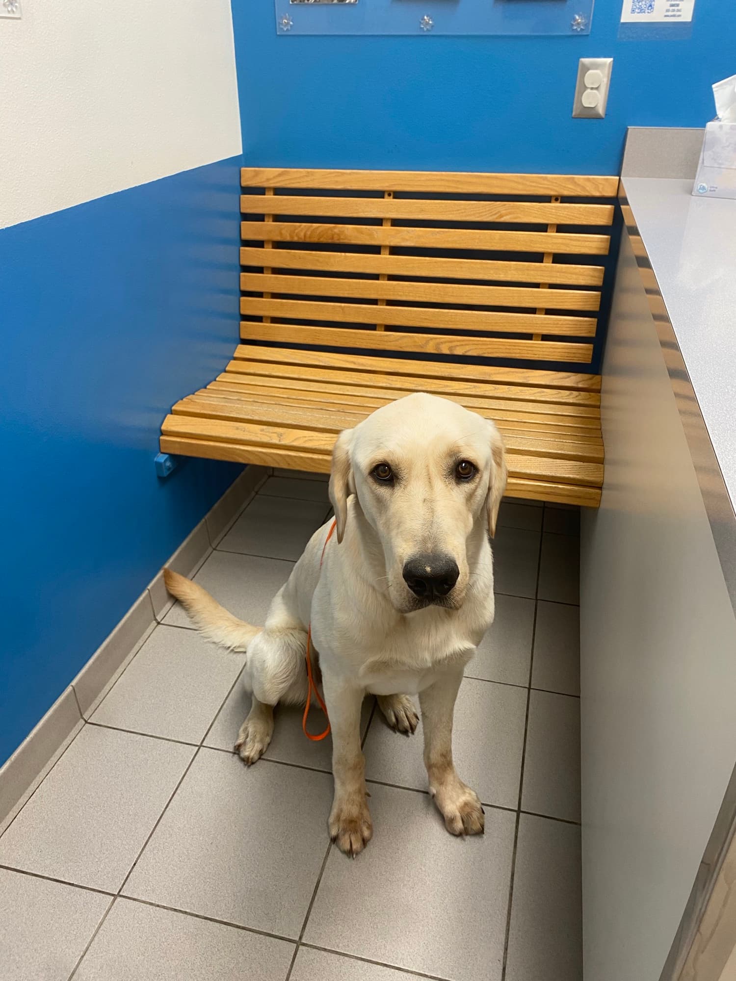 A yellow Lab on a bench by the kennel building