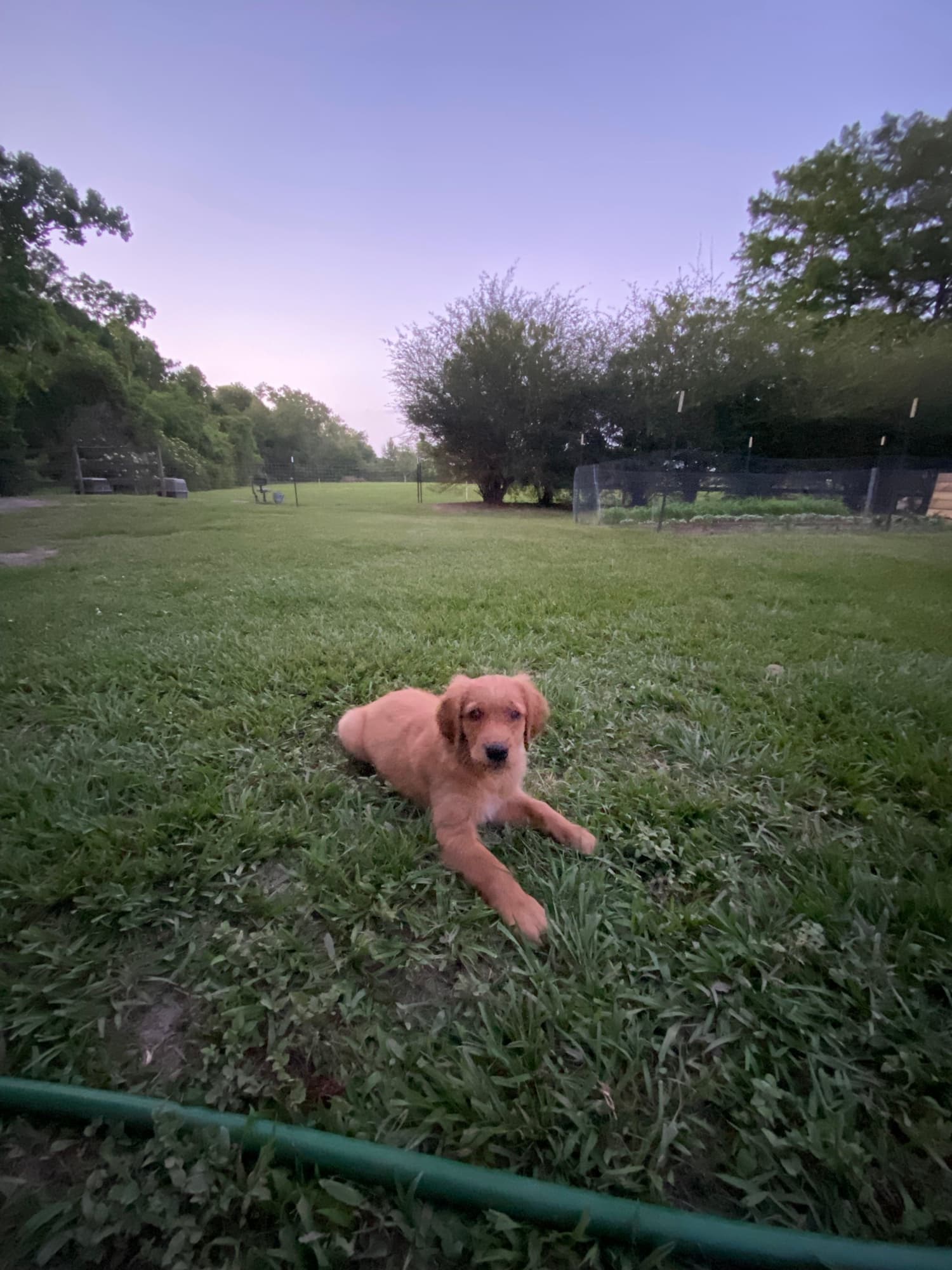 A young retriever in the grass at the kennel