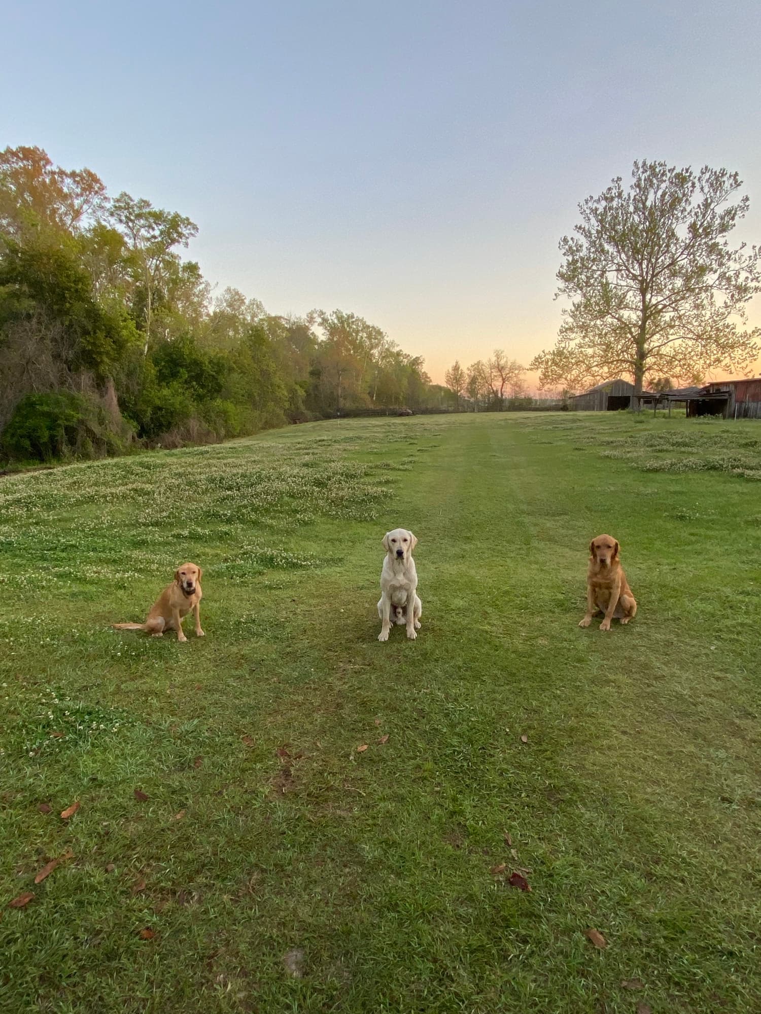 Labradors in a field at sunset near Thibodaux, Louisiana